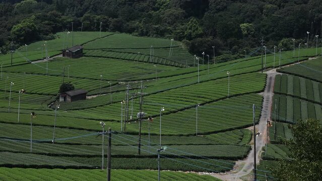 Panoramic view of tea plantations, Kyushu region, Yame, Japan