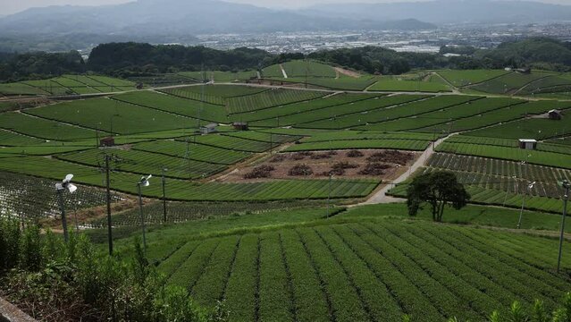 Panoramic view of tea plantations, Kyushu region, Yame, Japan