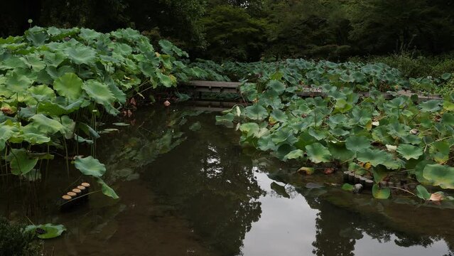 Lotus flowers in Kyoto botanical garden, Kansai region, Kyoto, Japan