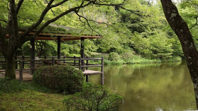 Water pond in Kyoto botanical garden, Kansai region, Kyoto, Japan