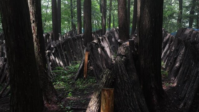 Shiitake mushrooms cultivation in the forest, Shizuoka prefecture, Izu, Japan