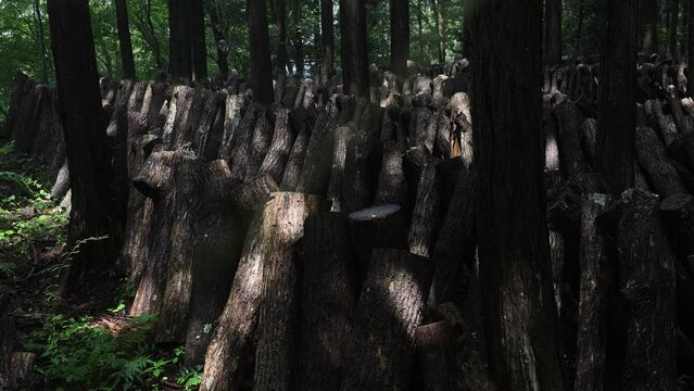 Shiitake mushrooms cultivation in the forest, Shizuoka prefecture, Izu, Japan