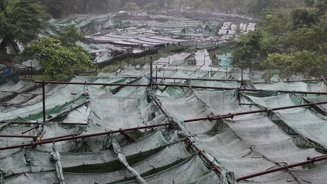 Cultivation of wasabi crops in the hills, Shizuoka prefecture, Ikadaba, Japan