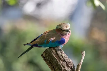 Foto auf Alu-Dibond mooie kleurrijke vogel © franky