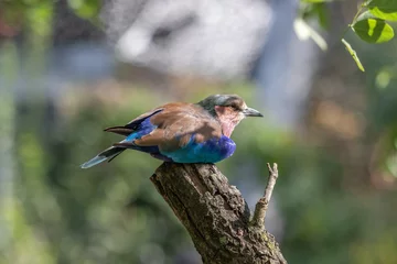Fototapeten mooie kleurrijke vogel © franky
