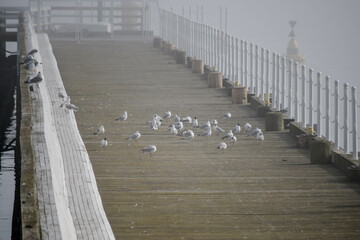 Seagulls sitting on a pier with wooden boards on the seashore in foggy weather