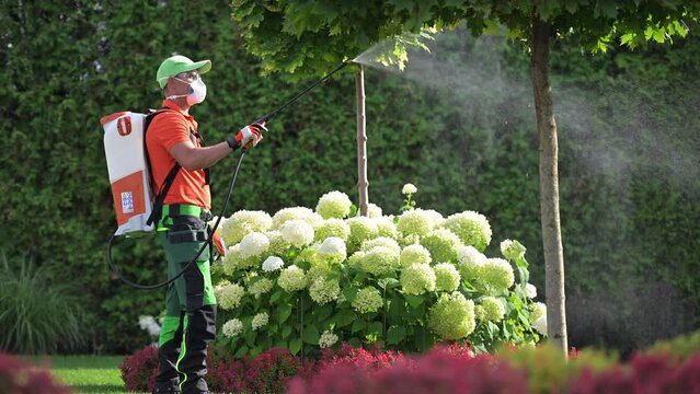 Garden Trees Insecticide Performed by Professional Gardener