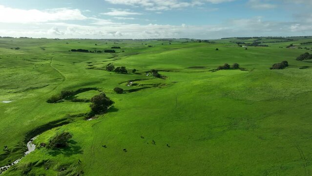 cows in field, grazing on grass and pasture in Australia, on a farming ranch. Cattle eating hay and silage. breeds include speckled park, Murray grey, angus, Brangus, hereford, wagyu, dairy cows.