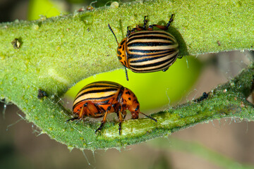 Colorado potato beetles sitting and destroying green tomato stem