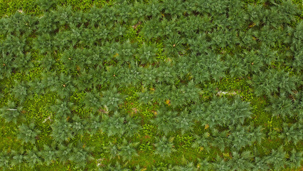 Flores em plantação no Brasil