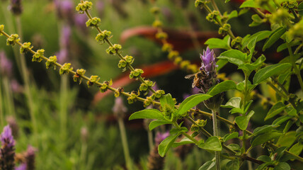 Pétalas de flor de lavanda em um dia de sol