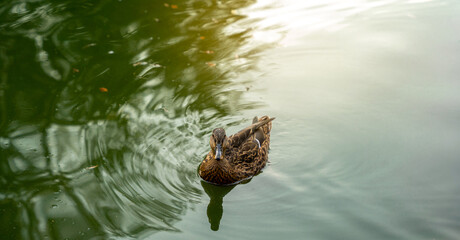 Mallard or wild duck Anas platyrhynchos female stands on a stone in a local lake. Beautiful waterfowl. Close up