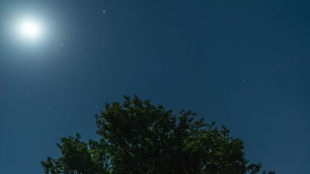 Timelapse drvo 2
