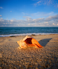 Fototapeta na wymiar Orange Conch or Whelk Shell on a Beach at Sunset on Nantucket Island