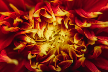 Bud Red-yellow dahlia close-up. Autumn colorful floral background..Selective focus.