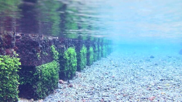 静岡県の清流柿田川の水面から水中へ