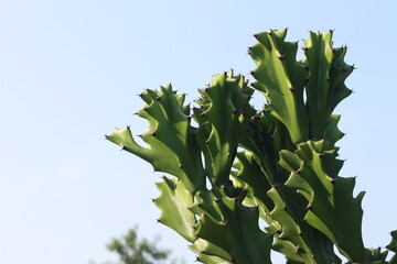Euphorbia lactea is a species of spurge native to tropical Asia, mainly in India. It is an erect...