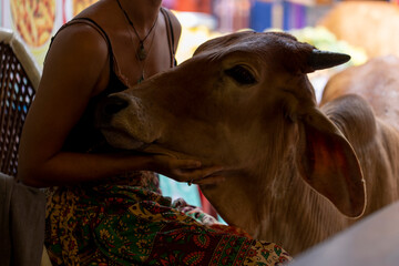 A young woman strokes a cow in Pushkar, India - 650285229