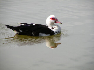 Black and white duck swimming in the lagoon