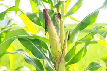 Green corn on the tree. Closeup of green fresh sweet corn on cob in organic corn field ready to...