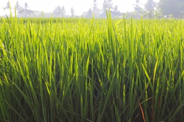 Close up photo of young rice trees that look fresh and charming