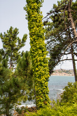Fototapeta premium Ivy covered tree on the ocean shore