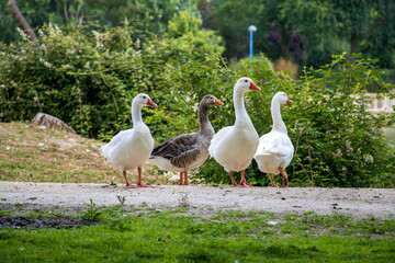 Geese walking free in a park