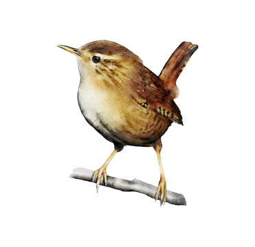 Hand-drawn watercolor wren illustration isolated on white background. Birds collection