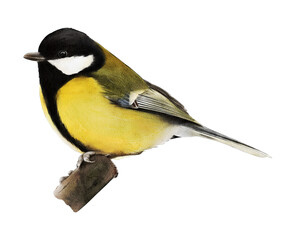 Fototapeta premium Hand-drawn watercolor great tit illustration isolated on white background. Birds species collection. Parus major