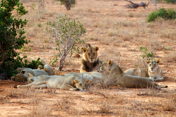 Lion with group of lioness resting in the shade of a tree at morning in Tsavo East National Park