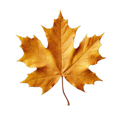 Maple Leaf Wall Art isolated on transparent background
