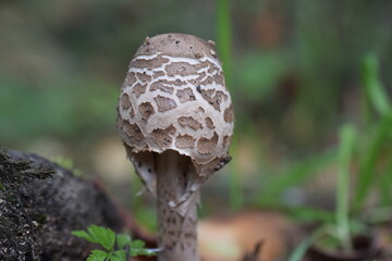 champignon
