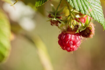 Red ripe berries of wild forest raspberries