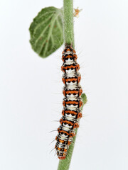 Hairy caterpillar on a white background. Crimson speckled flunkey. Utetheisa pulchella  