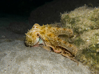 Octopus vulgaris from Cyprus