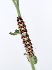 Hairy caterpillar on a white background. Crimson speckled flunkey. Utetheisa pulchella  