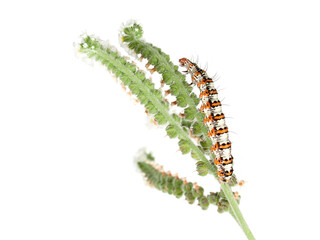 Hairy caterpillar on a white background. Crimson speckled flunkey. Utetheisa pulchella  