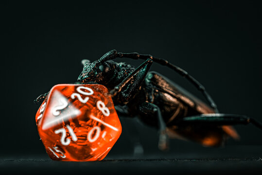 Great Capricorn Beetle (Cerambyx cerdo) specimen playing with D20 in studio macro bug photoshooting
