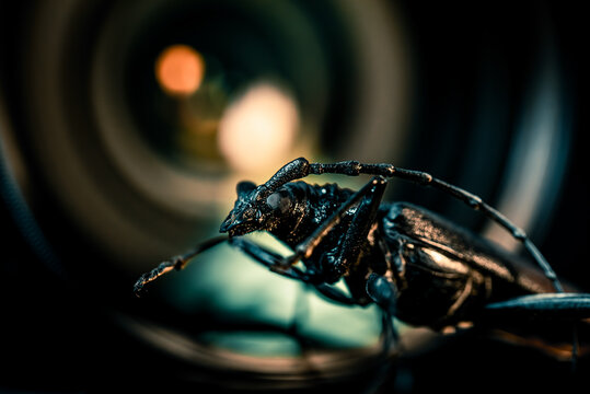 Great Capricorn Beetle (Cerambyx cerdo) with macro lens in the background extremely detailed studio bug specimen close up