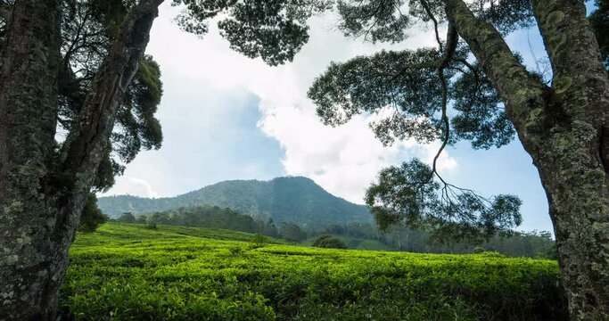 Timelapse of clouds rolling over the tea plantation