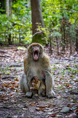 Affenmutter verteidigt ihr Baby in der freien Natur
