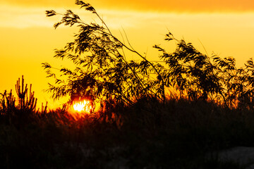 Golden sunset on the coastal dunes.