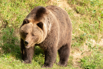 Bear on a green meadow in Zurich in Switzerland
