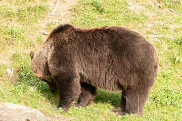 Fototapeta premium Bear on a green meadow in Zurich in Switzerland