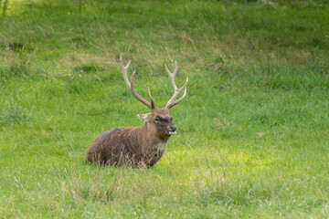 Deer on a green field in Zurich in Switzerland