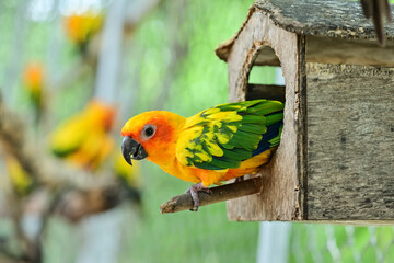 Colorful parrots are resting in the nest. This parrot lives in the wild and can be raised with domestic pets. cute wild animal concept