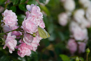 Small white butterfly (Pieris rapae) perched on a pink flower in Zurich, Switzerland