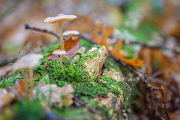 Mushrooms growing on a fallen tree in the autumn forest.