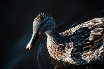 close up of a duck