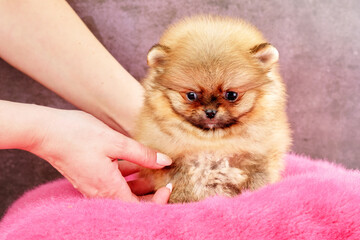 Women's hands are placed on the pillow of a puppy of a Pomeranian breed dog